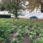 24.09.2019. Sandomierz. Skwer przed Brama Opatowską. Teren, gdzie powstanie miejska winnica / Grażyna-Szlęzak-Wójcik / Radio Kielce