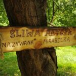 12.10.2019 Sandomierz. „Ścieżka przyrodniczo-edukacyjna" w Parku Piszczele / MOSIR w Sandomierzu