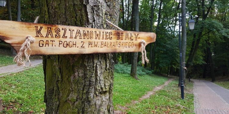12.10.2019 Sandomierz. „Ścieżka przyrodniczo-edukacyjna" w Parku Piszczele / MOSIR w Sandomierzu