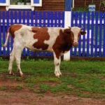 Rosja / Łukasz Machowczyk / Radio Kielce