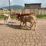 Rosja / Łukasz Machowczyk / Radio Kielce