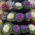 23.10.2019. Końskie. Kapuściane klomby / Magdalena Galas-Klusek / Radio Kielce