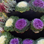 23.10.2019. Końskie. Kapuściane klomby / Magdalena Galas-Klusek / Radio Kielce