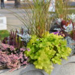 23.10.2019. Końskie. Kapuściane klomby / Magdalena Galas-Klusek / Radio Kielce