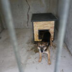 09.10.2019 Kielce. Otwarcie nowo wyremontowanego schroniska. / Mateusz Kaczmarczyk / Radio Kielce