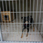 09.10.2019 Kielce. Otwarcie nowo wyremontowanego schroniska. / Mateusz Kaczmarczyk / Radio Kielce