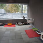 09.10.2019 Kielce. Otwarcie nowo wyremontowanego schroniska. / Mateusz Kaczmarczyk / Radio Kielce