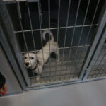 09.10.2019 Kielce. Otwarcie nowo wyremontowanego schroniska. / Mateusz Kaczmarczyk / Radio Kielce