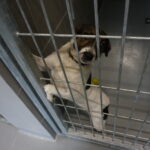 09.10.2019 Kielce. Otwarcie nowo wyremontowanego schroniska. / Mateusz Kaczmarczyk / Radio Kielce