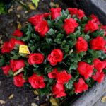 Przygotowania na Wszystkich Świętych. Kwiaty / Piotr Kwaśniewski / Radio Kielce