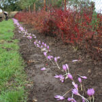 10.10.2019. Gorzków, gm. Kazimierza Wielka. Ogród Biblijny / Marta Gajda / Radio Kielce