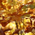 16.10.2019. Kielce. Złota polska jesień / Wiktor Taszłow / Radio Kielce