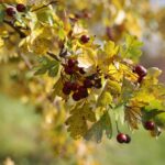 Synoptycy potwierdzają początek jesieni [PROGNOZA POGODY]