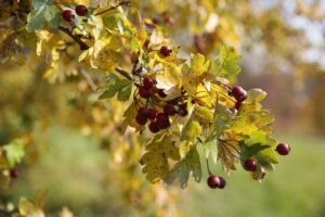 Synoptycy potwierdzają początek jesieni [PROGNOZA POGODY]