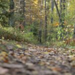 16.10.2019. Kielce. Złota polska jesień / Wiktor Taszłow / Radio Kielce