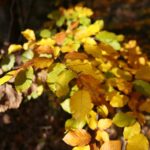 16.10.2019. Kielce. Złota polska jesień / Wiktor Taszłow / Radio Kielce