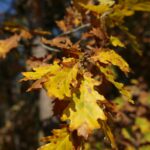 16.10.2019. Kielce. Złota polska jesień / Wiktor Taszłow / Radio Kielce