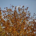 16.10.2019. Kielce. Złota polska jesień / Wiktor Taszłow / Radio Kielce