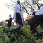 17.10.2019. Opatów. Wizyta ambasadorów w winnicy Brzostowiczów / Emilia Sitarska / Radio Kielce