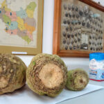 26.10.2019. Ostrowiec Świętokrzyski. Dzień buraka cukrowego w Izbie Pamięci Cukrownictwa w Częstocicach / Emilia Sitarska / Radio Kielce