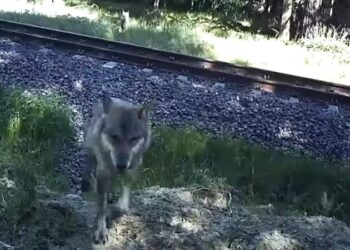 PKP Polskie Linie Kolejowe SA
