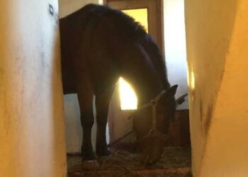 13.10.2019 Pińczów. Interwencja strażaków - wyprowadzenie konia z domu / KP PSP Pińczów