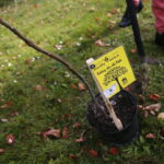 Kielce. 21.10.2019. Drzewo tlenolubne będzie rosło przed redakcją Radia Kielce / Wiktor Taszłow / Radio Kielce