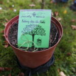 Kielce. 21.10.2019. Drzewo tlenolubne będzie rosło przed redakcją Radia Kielce / Wiktor Taszłow / Radio Kielce