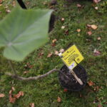 Kielce. 21.10.2019. Drzewo tlenolubne będzie rosło przed redakcją Radia Kielce / Wiktor Taszłow / Radio Kielce