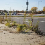 Kielce. 17.10.2019. Trawa i chwasty, wyrastające z chodników na „Węźle Żelazna” / Wiktor Taszłow / Radio Kielce