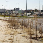 Kielce. 17.10.2019. Trawa i chwasty, wyrastające z chodników na „Węźle Żelazna” / Wiktor Taszłow / Radio Kielce