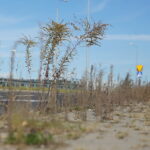 Kielce. 17.10.2019. Trawa i chwasty, wyrastające z chodników na „Węźle Żelazna” / Wiktor Taszłow / Radio Kielce