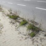 Kielce. 17.10.2019. Trawa i chwasty, wyrastające z chodników na „Węźle Żelazna” / Wiktor Taszłow / Radio Kielce