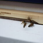 Kielce. 01.10.2019. Pszczoły na dachu Filharmonii Świętokrzyskiej / Wiktor Taszłow / Radio Kielce