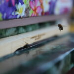 Kielce. 01.10.2019. Pszczoły na dachu Filharmonii Świętokrzyskiej / Wiktor Taszłow / Radio Kielce