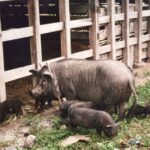 Sumatra / Danuta Rusała / Radio Kielce