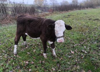 Picasa / Radio Opole / PSP Kędzierzyn-Koźle