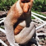 Borneo / Danuta Rasała