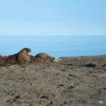 Muzyczne Podróże. Arktyka / Kuba Witek