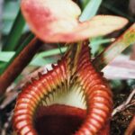 Borneo / Danuta Rasała