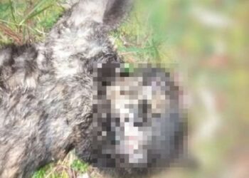 Koty znaleziono na Osiedlu Kaszubskim / Stowarzyszenie Świat Zwierząt dla Zwierząt