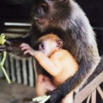 Borneo / Danuta Rasała