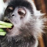 Borneo / Danuta Rasała