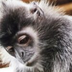 Borneo / Danuta Rasała