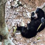 Borneo / Danuta Rasała