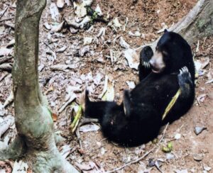 Borneo / Danuta Rasała