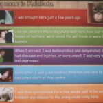 Borneo / Danuta Rasała