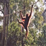 Sumatra / Danuta Rusała / Radio Kielce