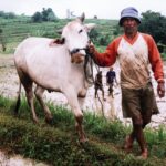 Sumatra / Danuta Rusała / Radio Kielce