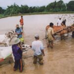 Sumatra / Danuta Rusała / Radio Kielce